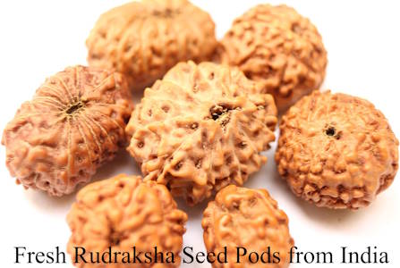 Rudraksha & Knot Work Earrings